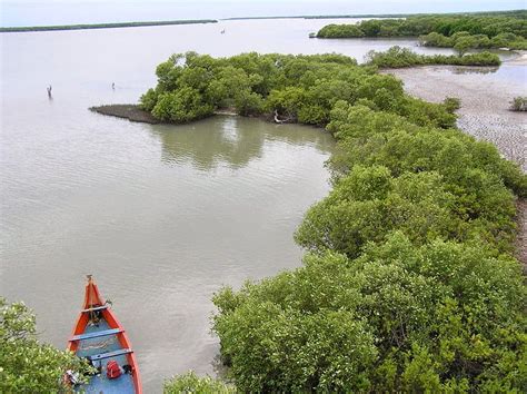 Muthupet lagoon